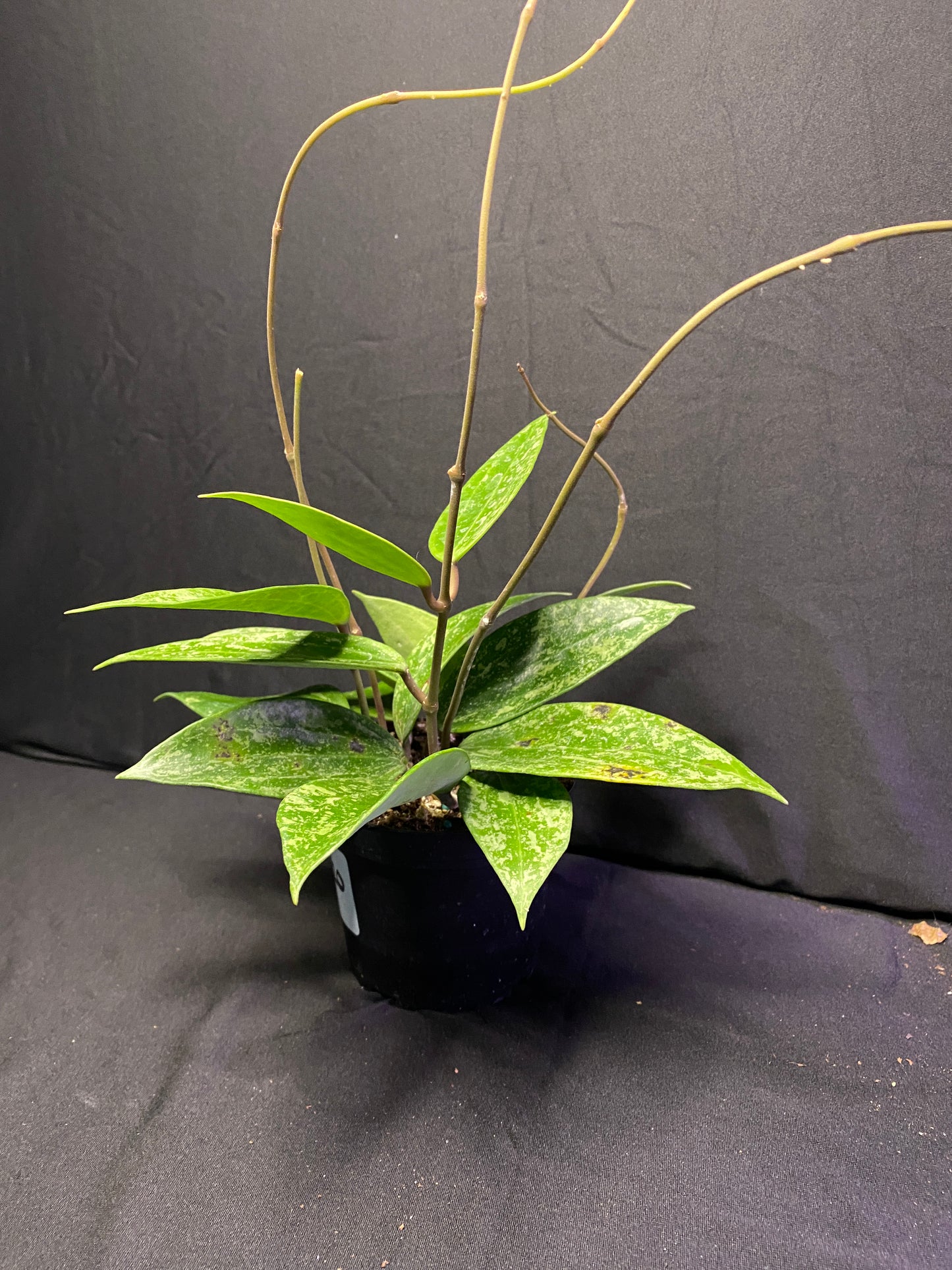 4” Hoya ‘rangsan splash’