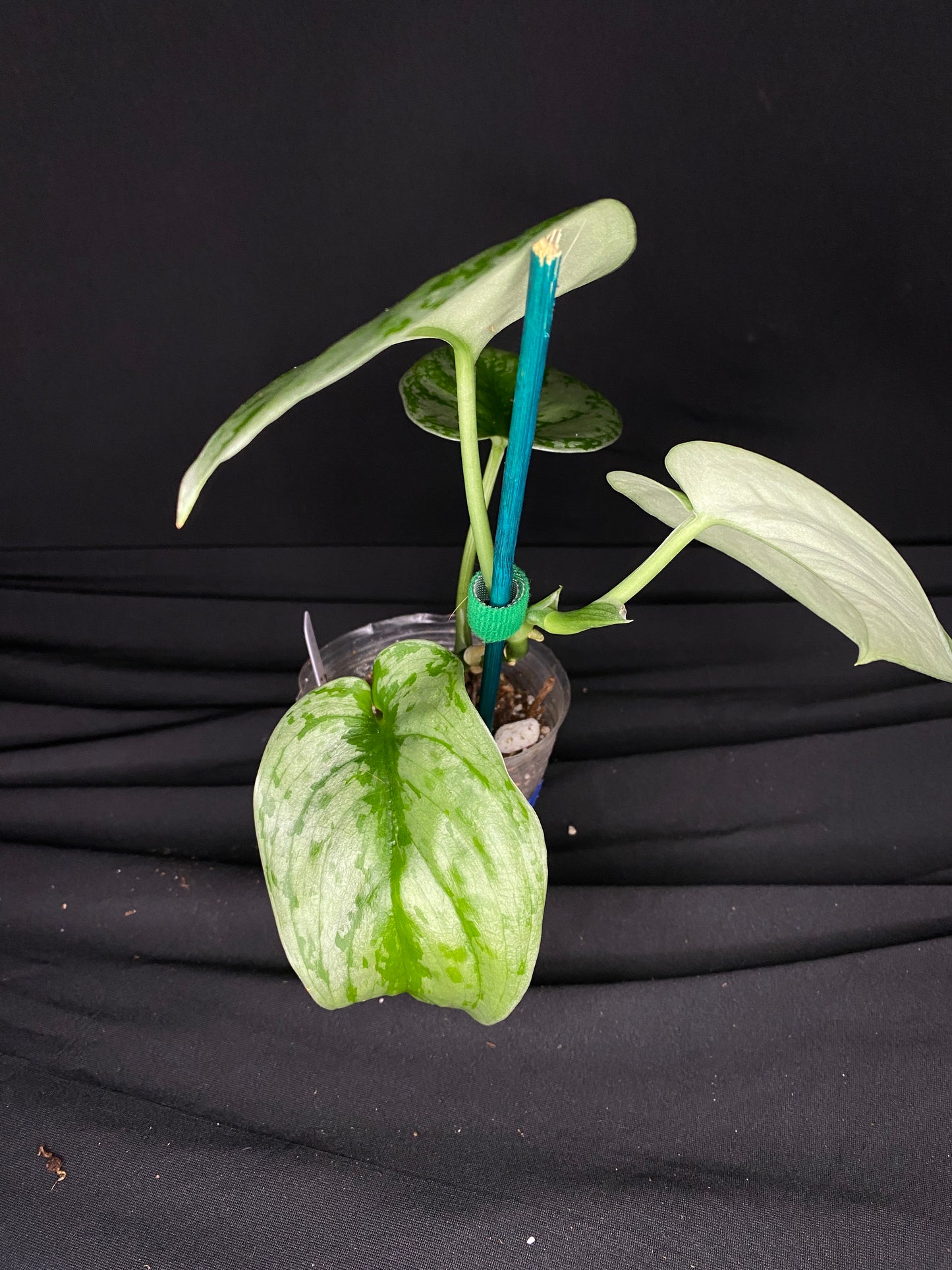 3” Scindapsus ‘Silver Satin’