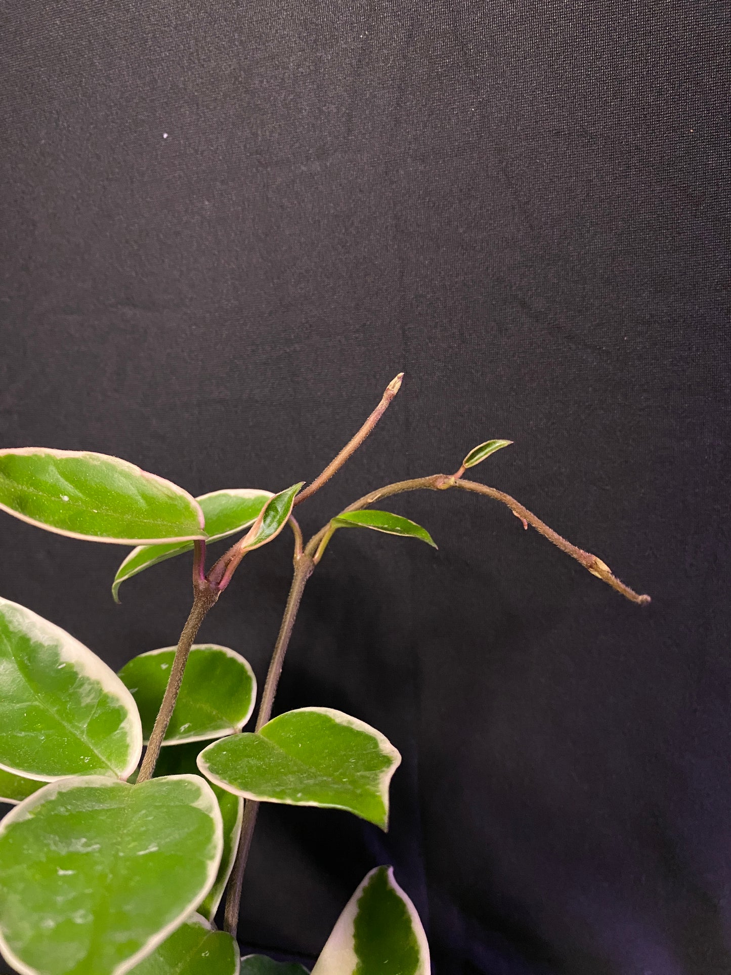 4” Hoya ‘Krimson Queen’