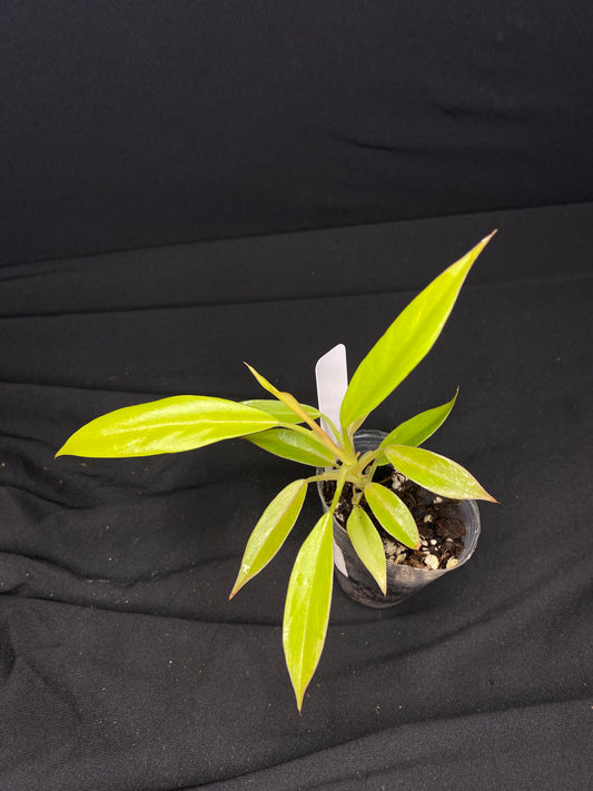 2” Philodendron ‘Gold Ring of Fire’