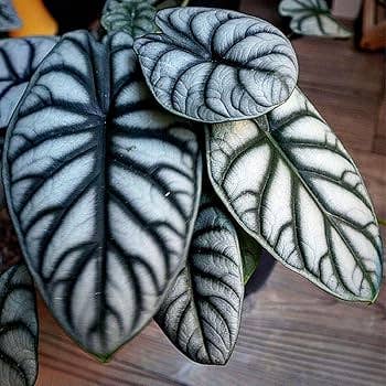 3-4” Alocasia Silver Dragon