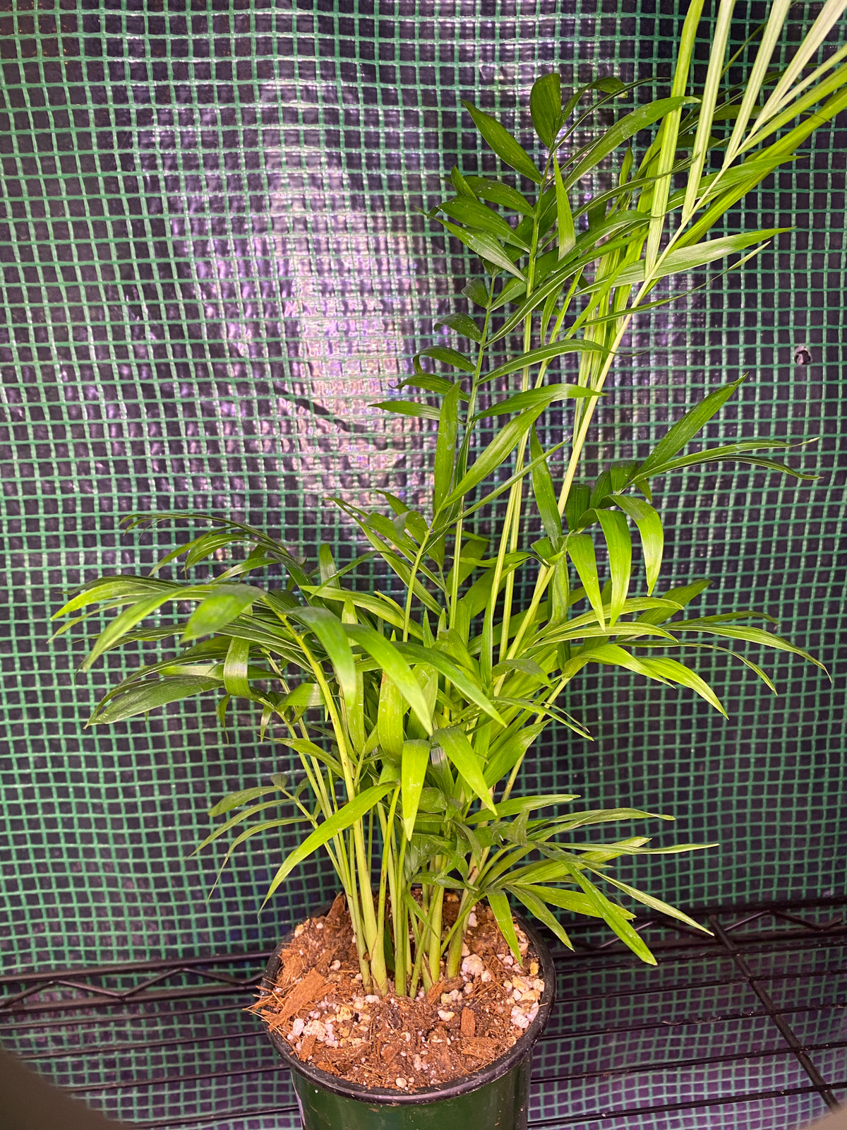 4” Neanthe Bella Palm, Parlor Palm