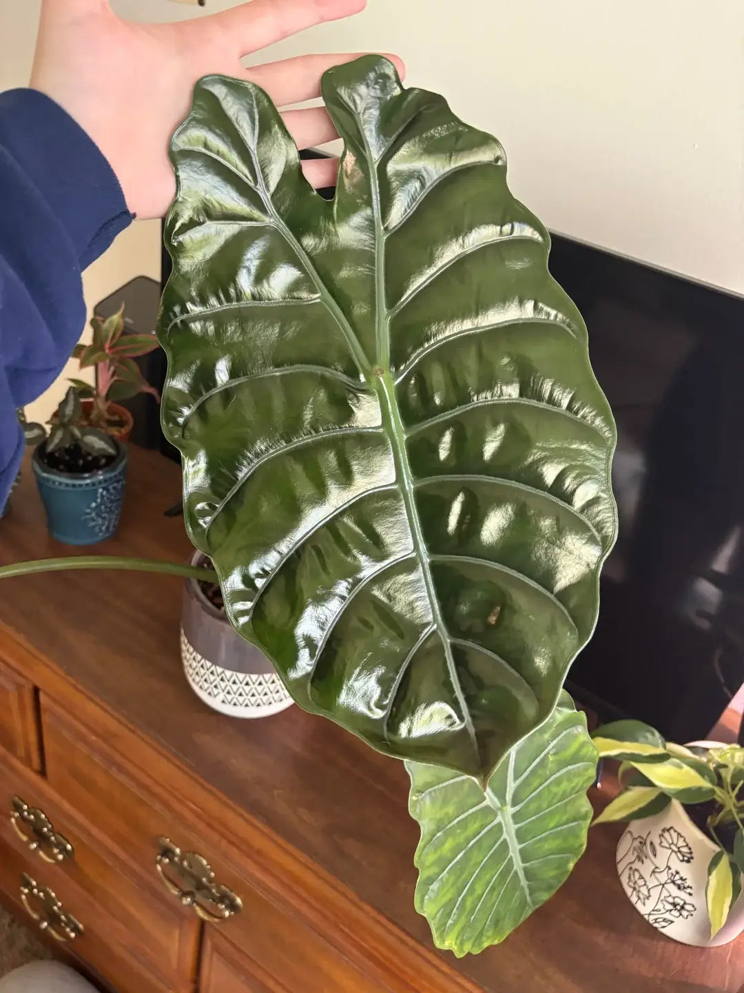 3-4” Alocasia Chantrieri