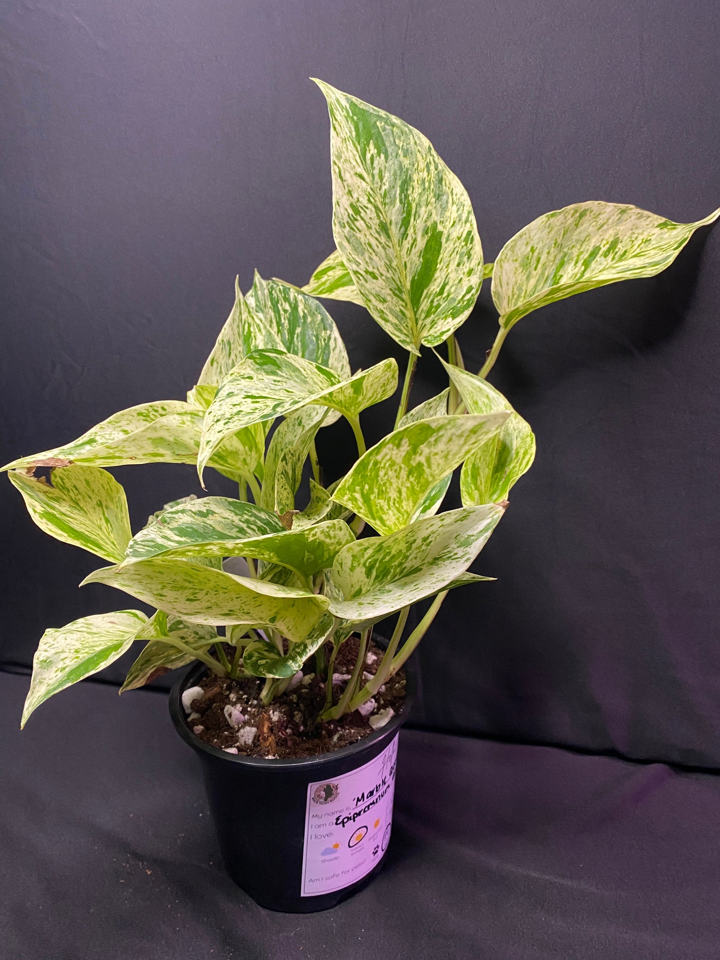 4” ‘Marble Queen’ Pothos