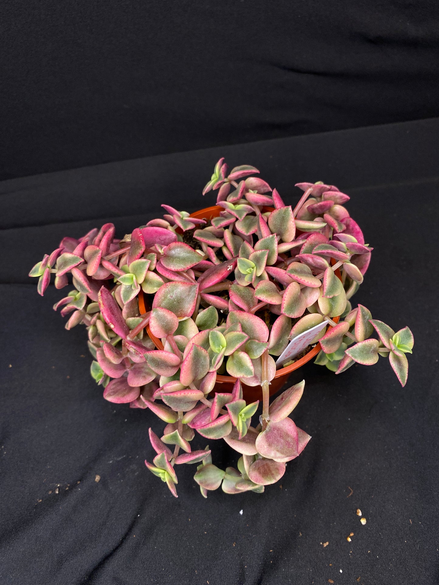 3” Crassula ‘Calico Kitten’