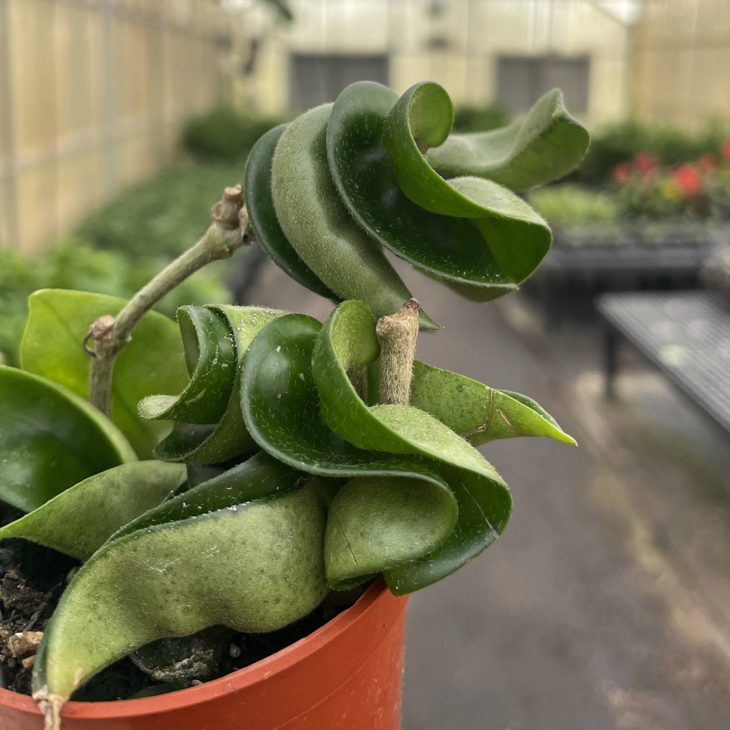2" Hoya Compacta