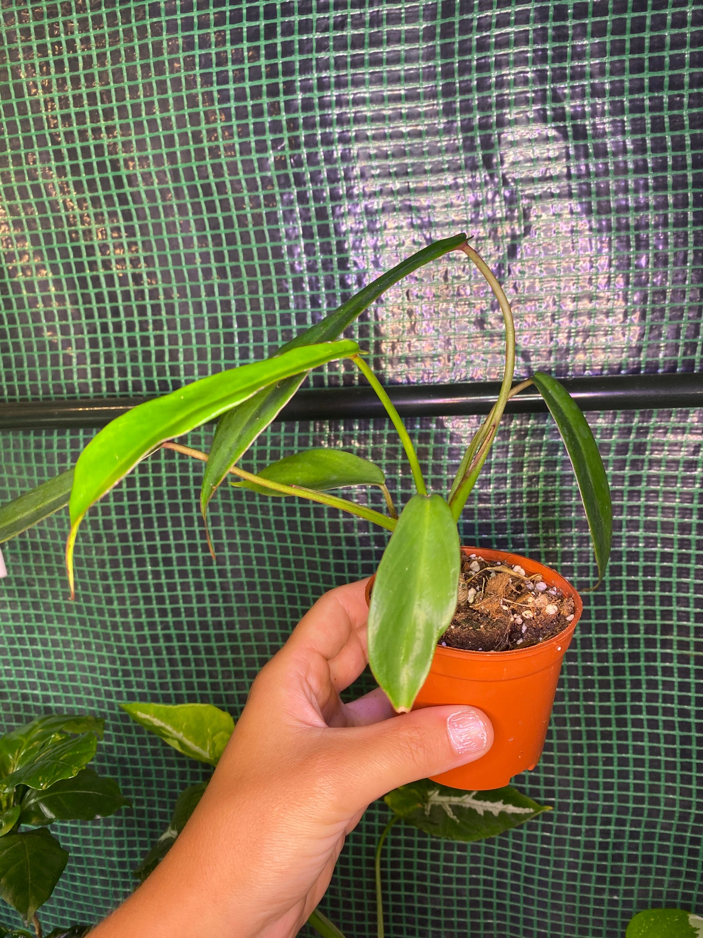 Philodendron Joepii