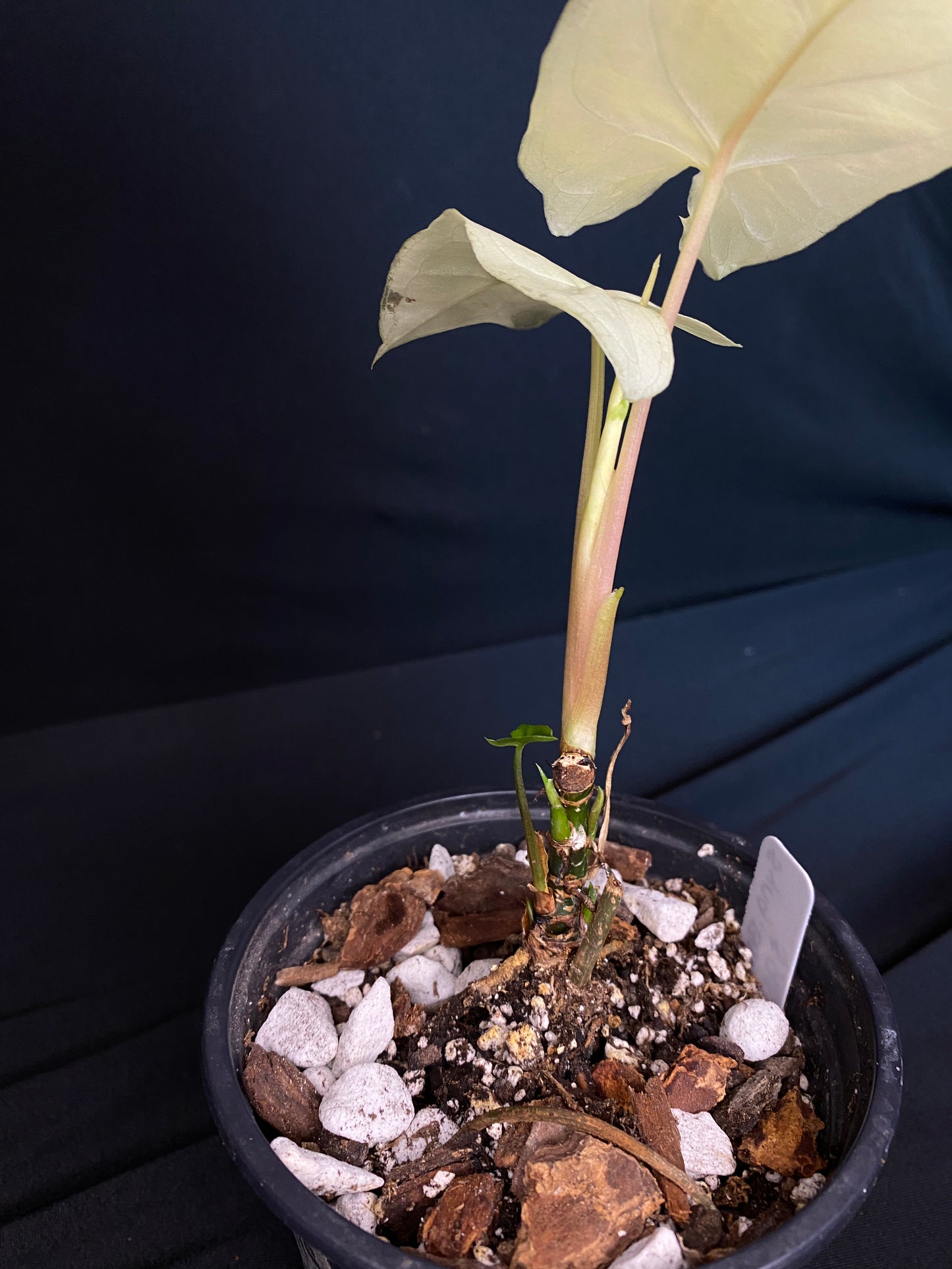 4.5“ Syngonium ‘Batik’ Albo