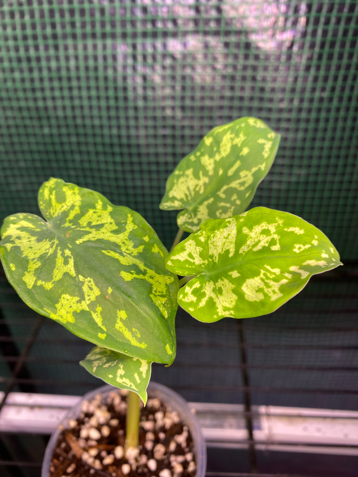 3” Caladium Hilo Beauty