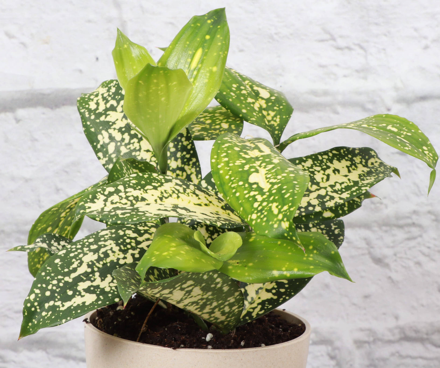 4” Gold Dust Dracaena