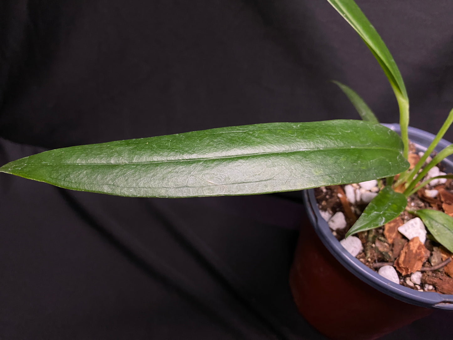 4” Anthurium ‘bakeri’