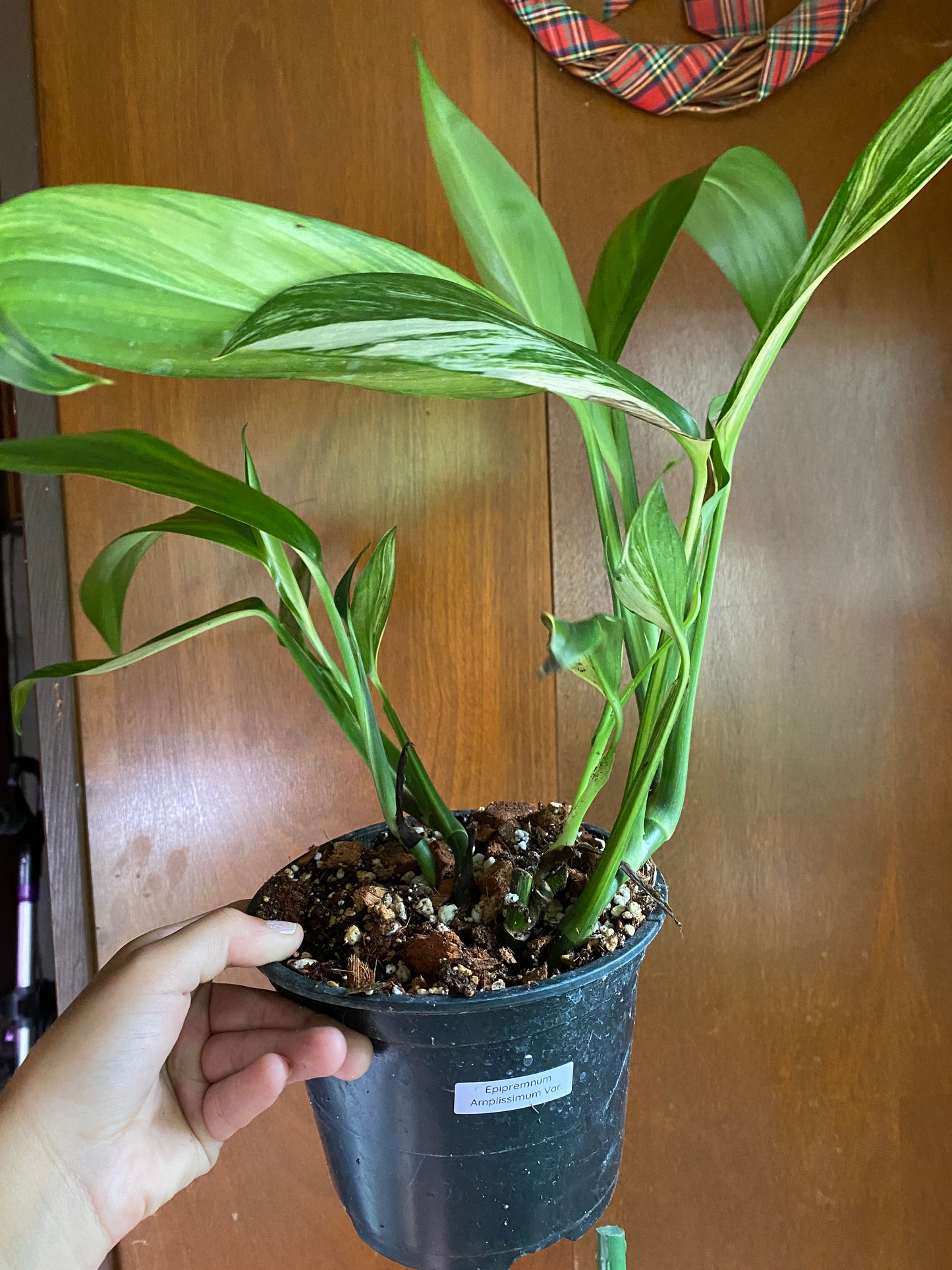 6” Epipremnum Amplissimum Variegated