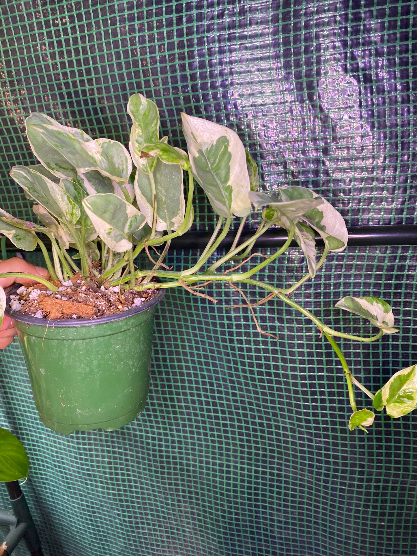 4” Pothos Pearls + Jade