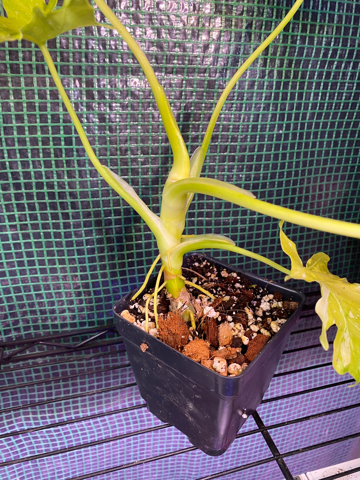 4.5” Variegated Warscewiczii Aurea Flavum Philodendron