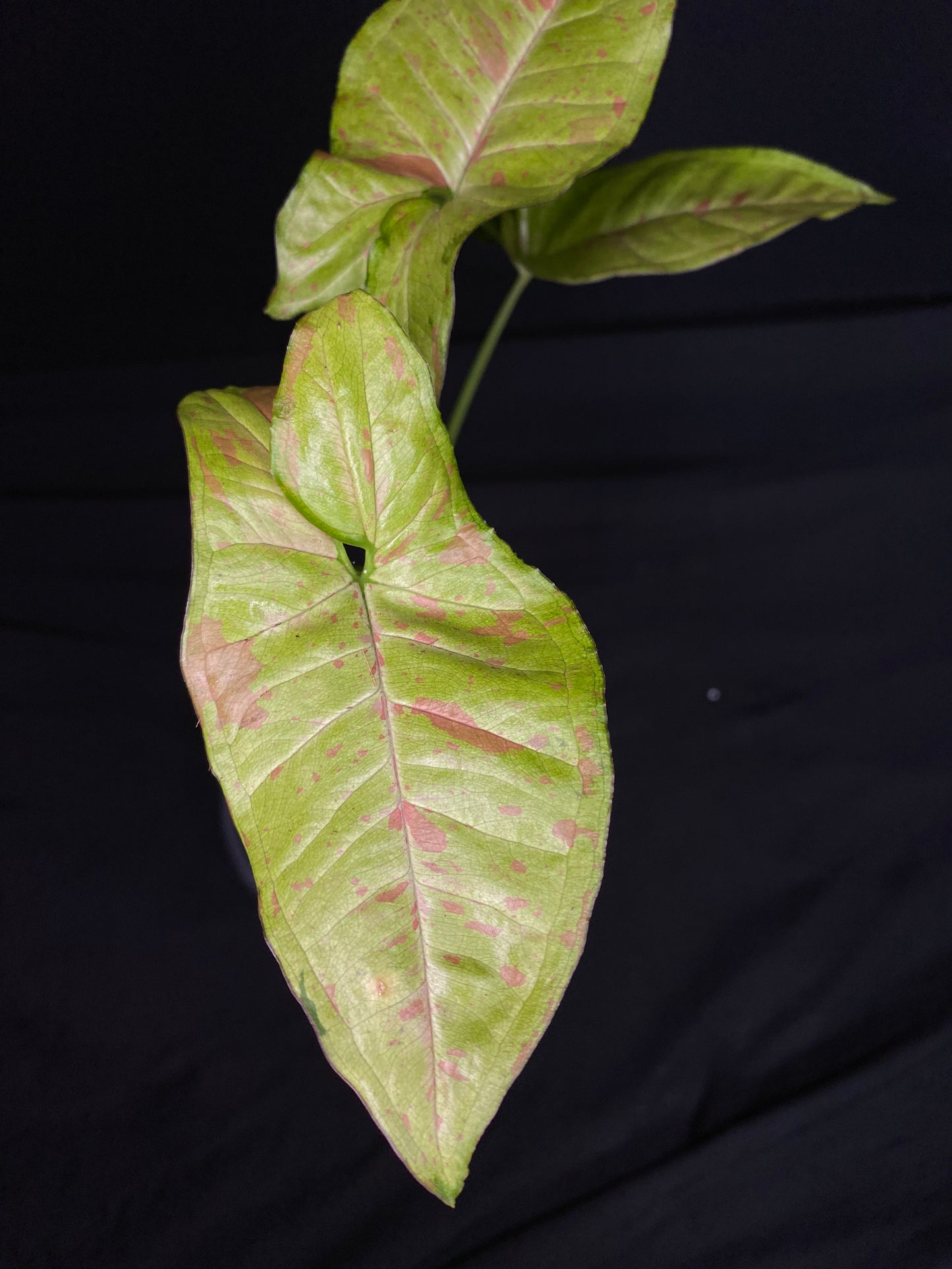 4.5” ‘Syngonium ‘Confetti’