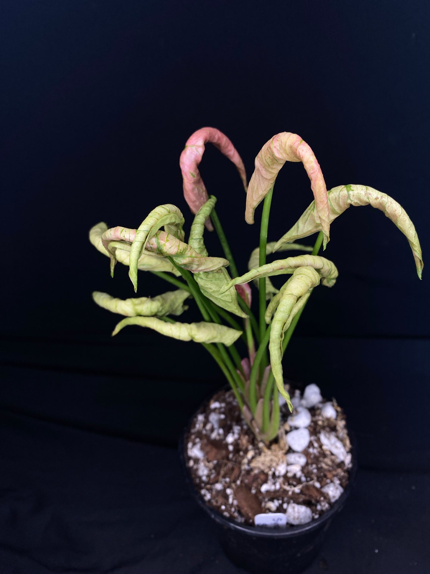 4” Syngonium ‘Pink Rolli’