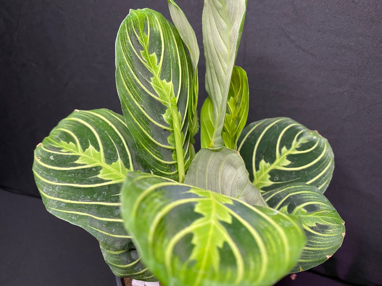 4” Lemon Lime Prayer Plant