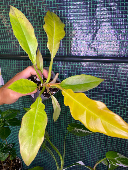 3” Philodendron ‘Gold Ring of Fire’