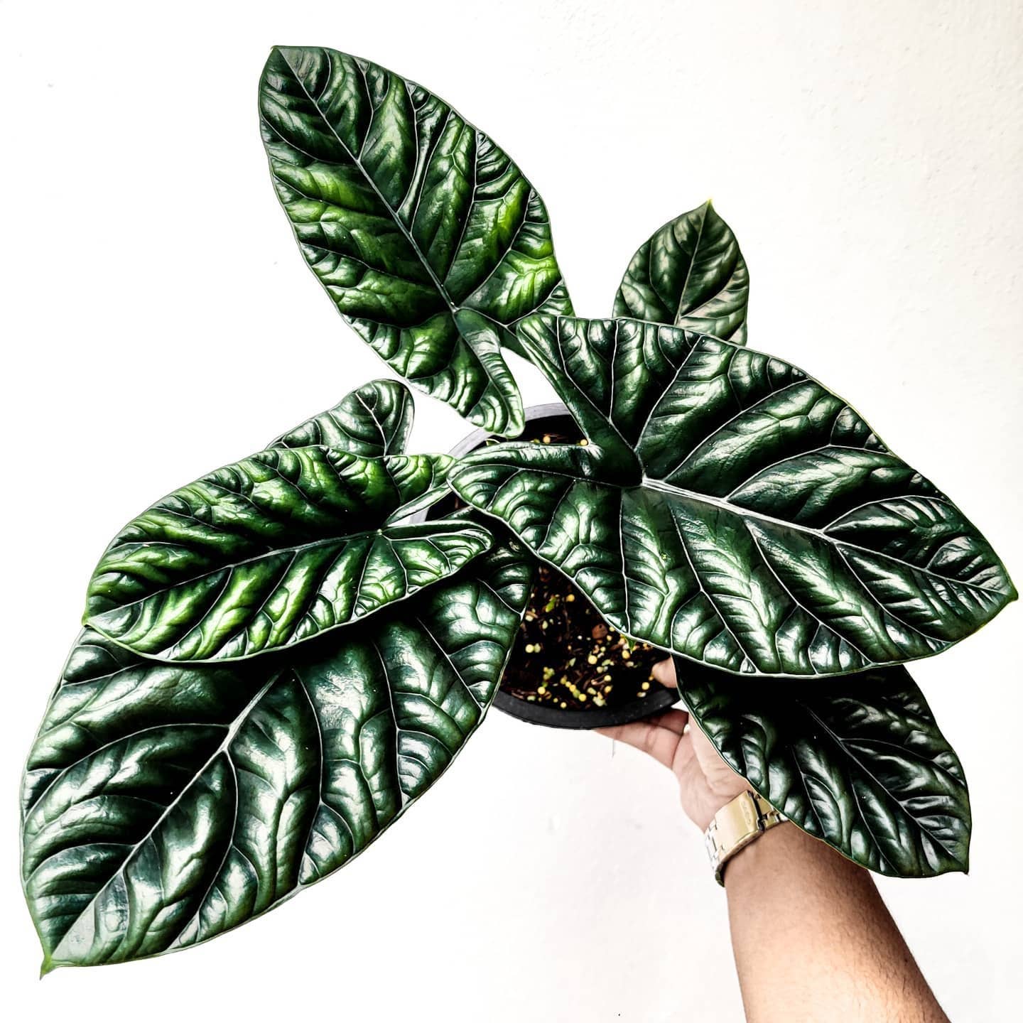 3-4” Alocasia Quilted Dreams