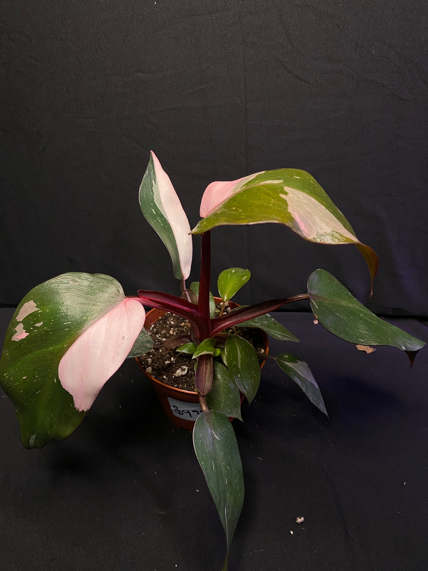 4ā Philodendron Pink Princess