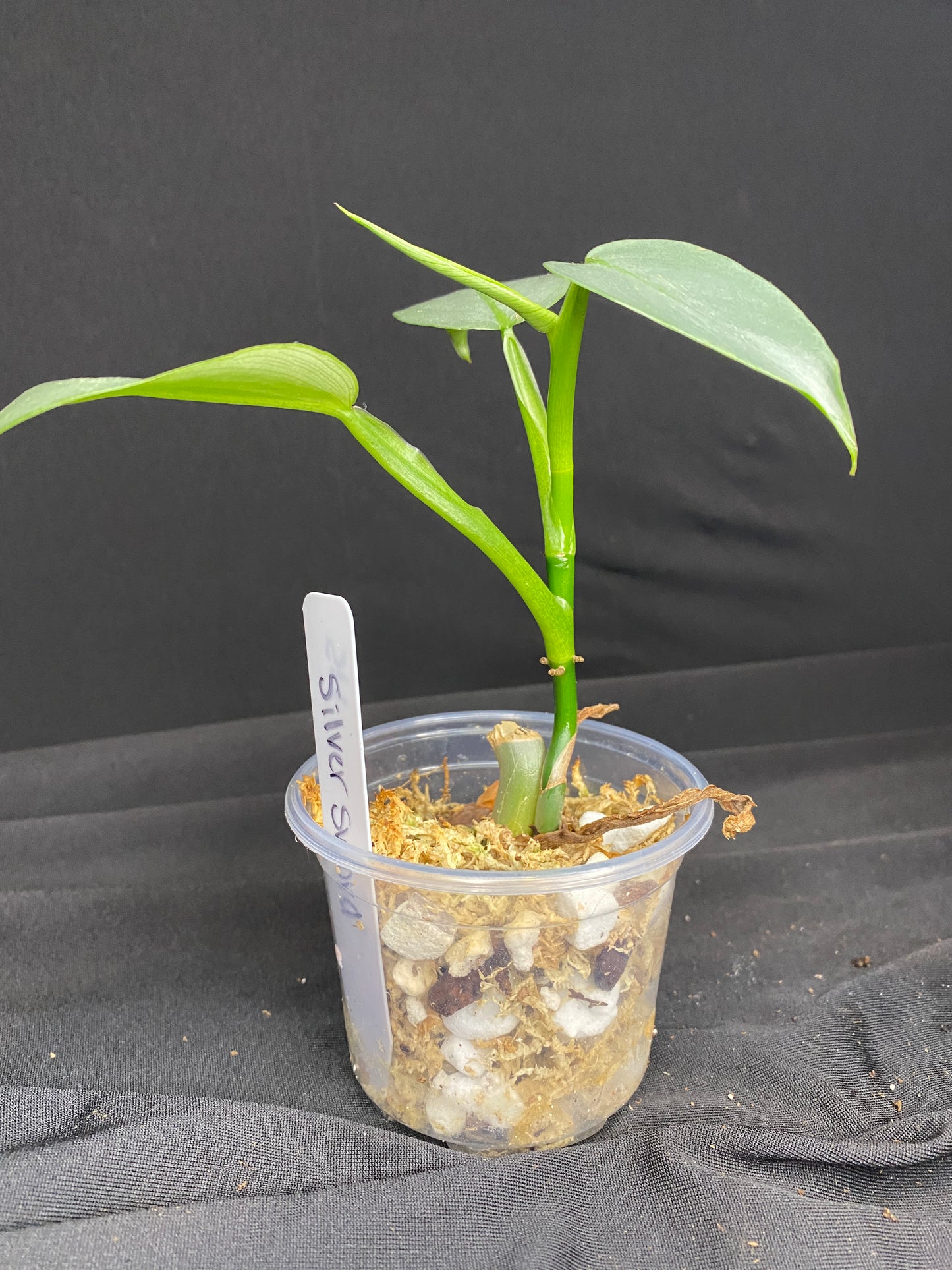 3” Philodendron ‘Silver Sword’