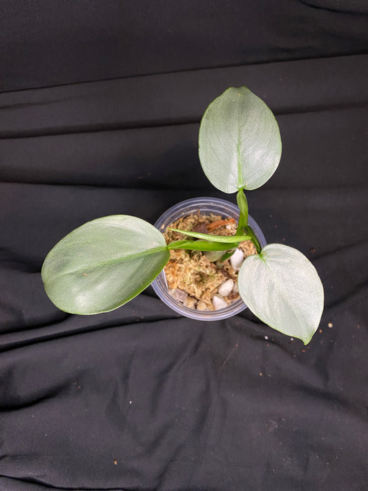3” Philodendron ‘Silver Sword’