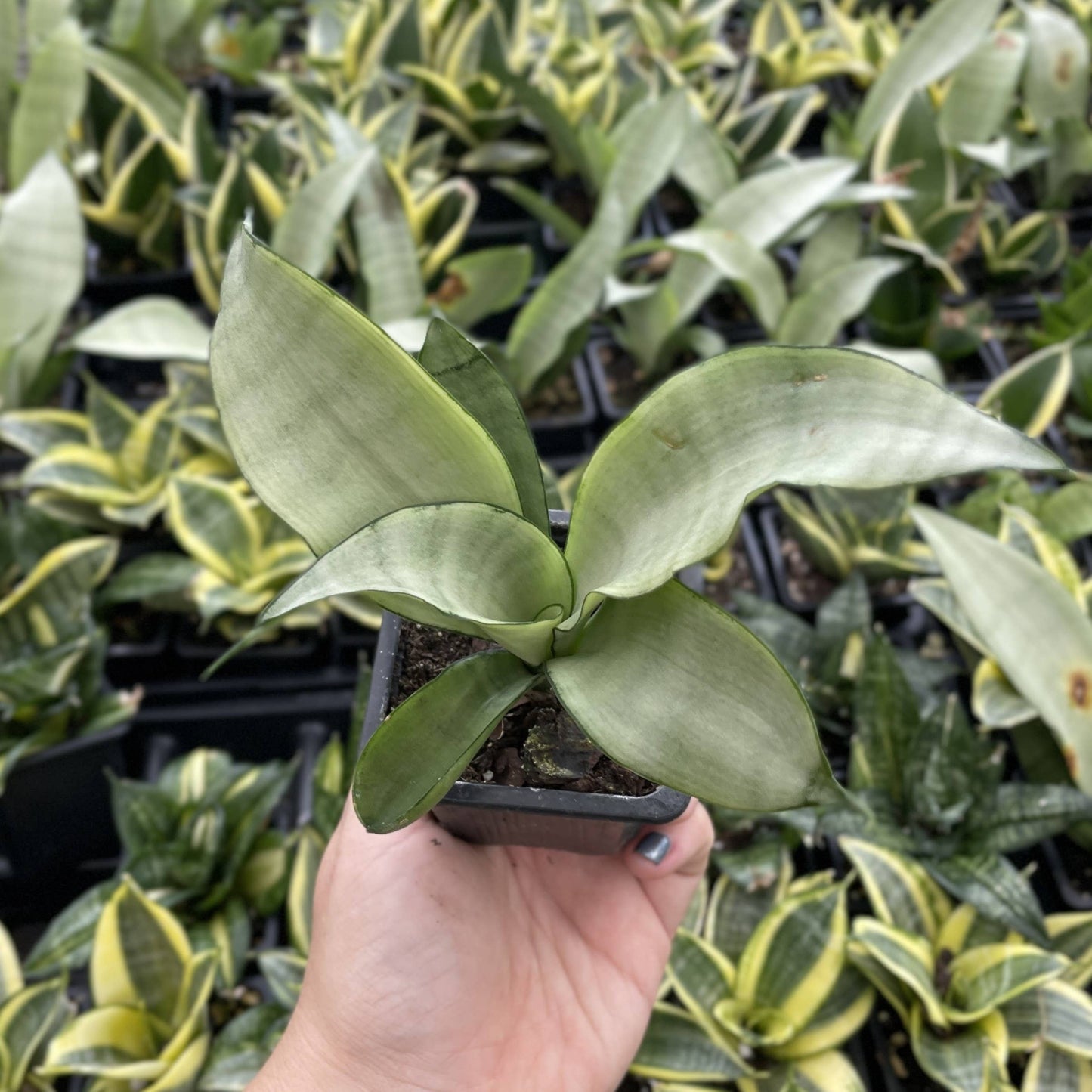 3” Bird's Nest Snake Plant