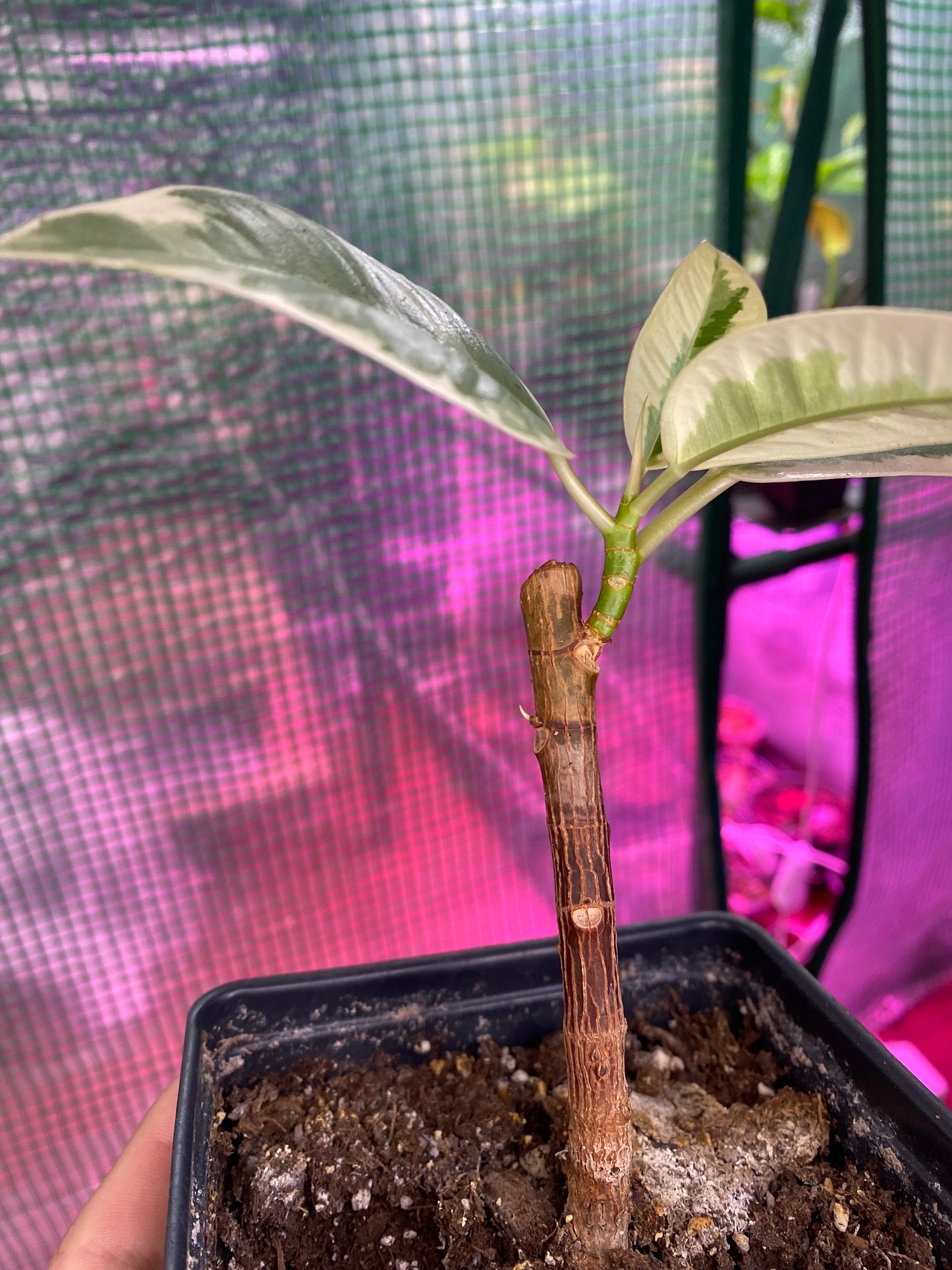 4.5” Ficus ‘Tineke’ (Rubber Plant)