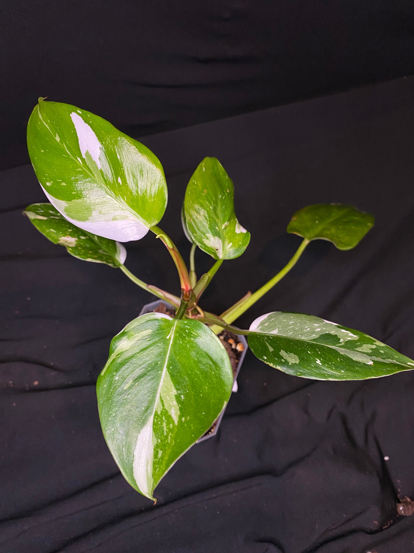 3” Philodendron White Princess