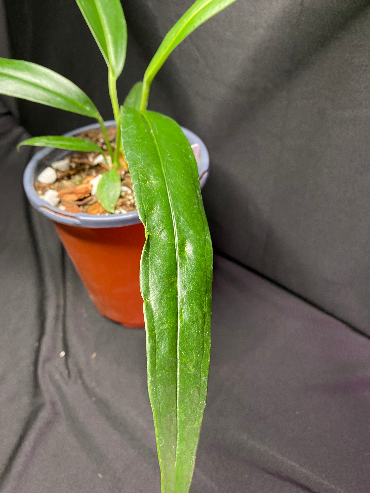4” Anthurium ‘bakeri’