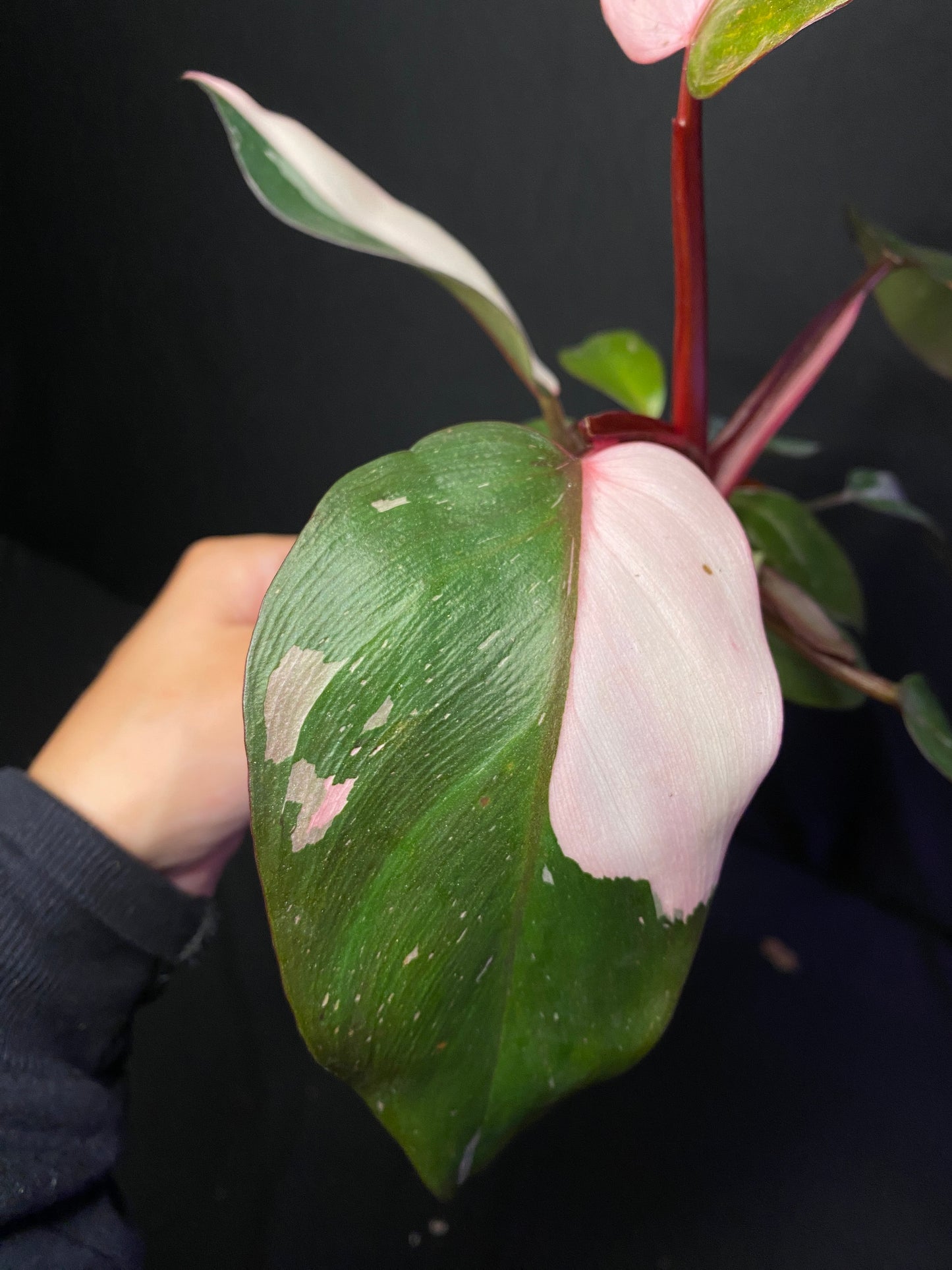 4ā Philodendron Pink Princess