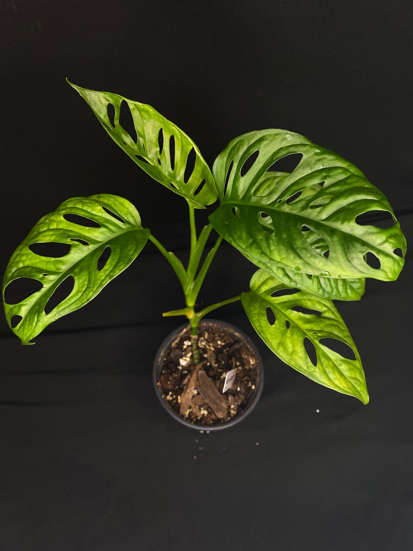 4” Monstera Adansonii WF