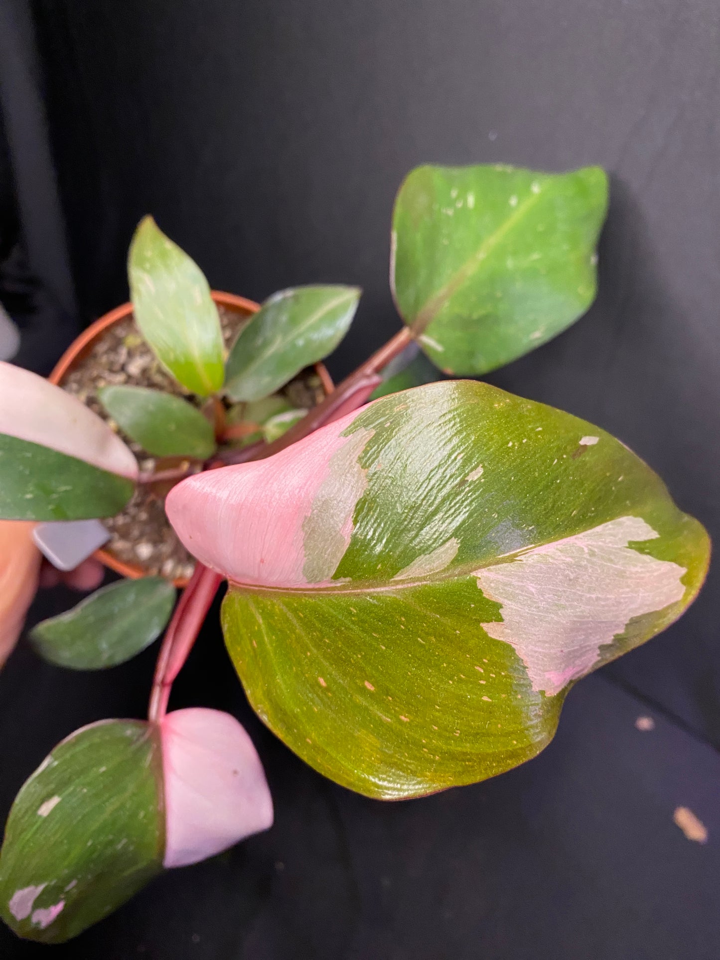 4ā Philodendron Pink Princess