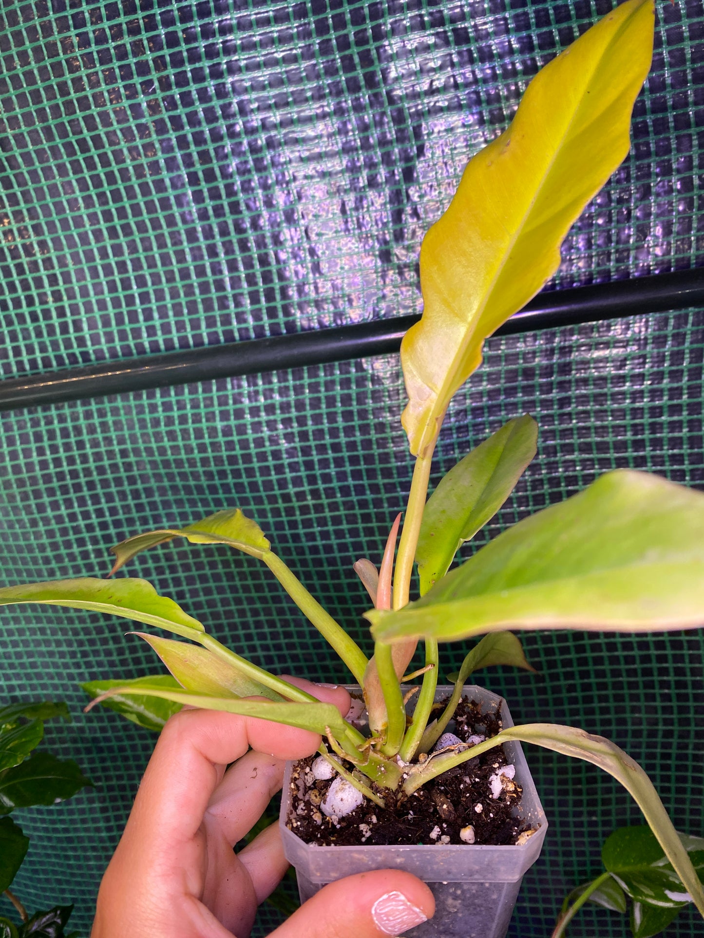 3” Philodendron ‘Gold Ring of Fire’