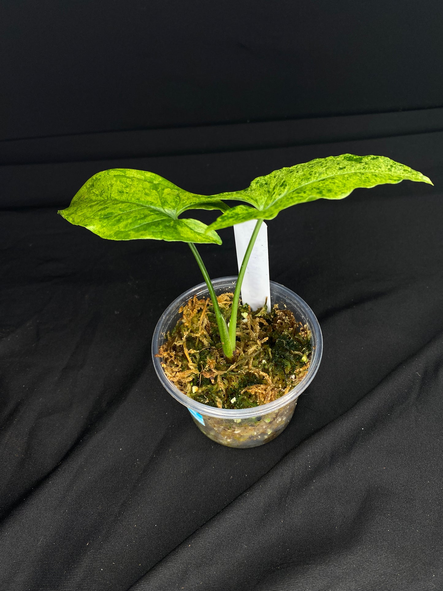 3” Syngonium ‘Mojito’