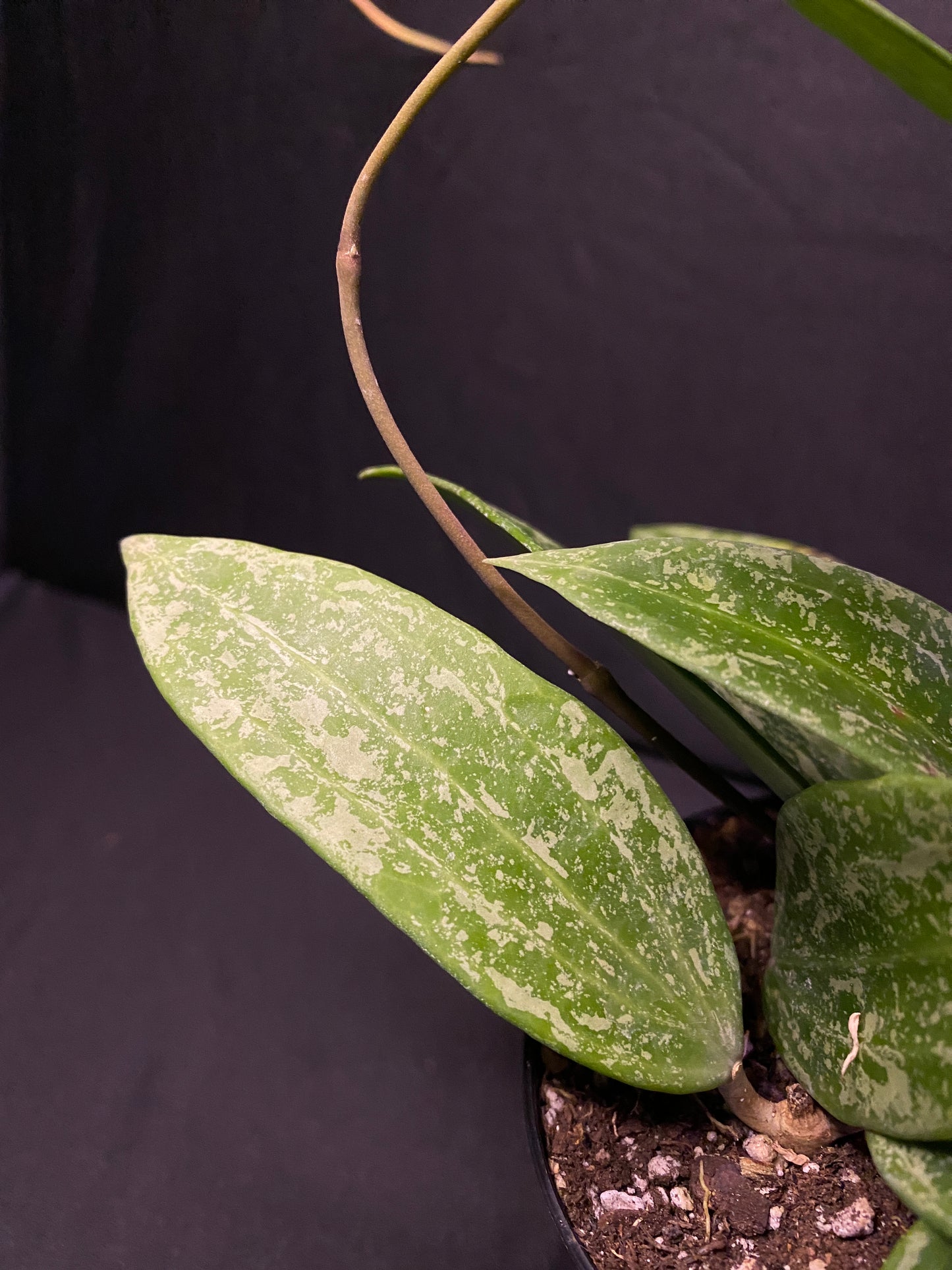 4” Hoya ‘rangsan splash’
