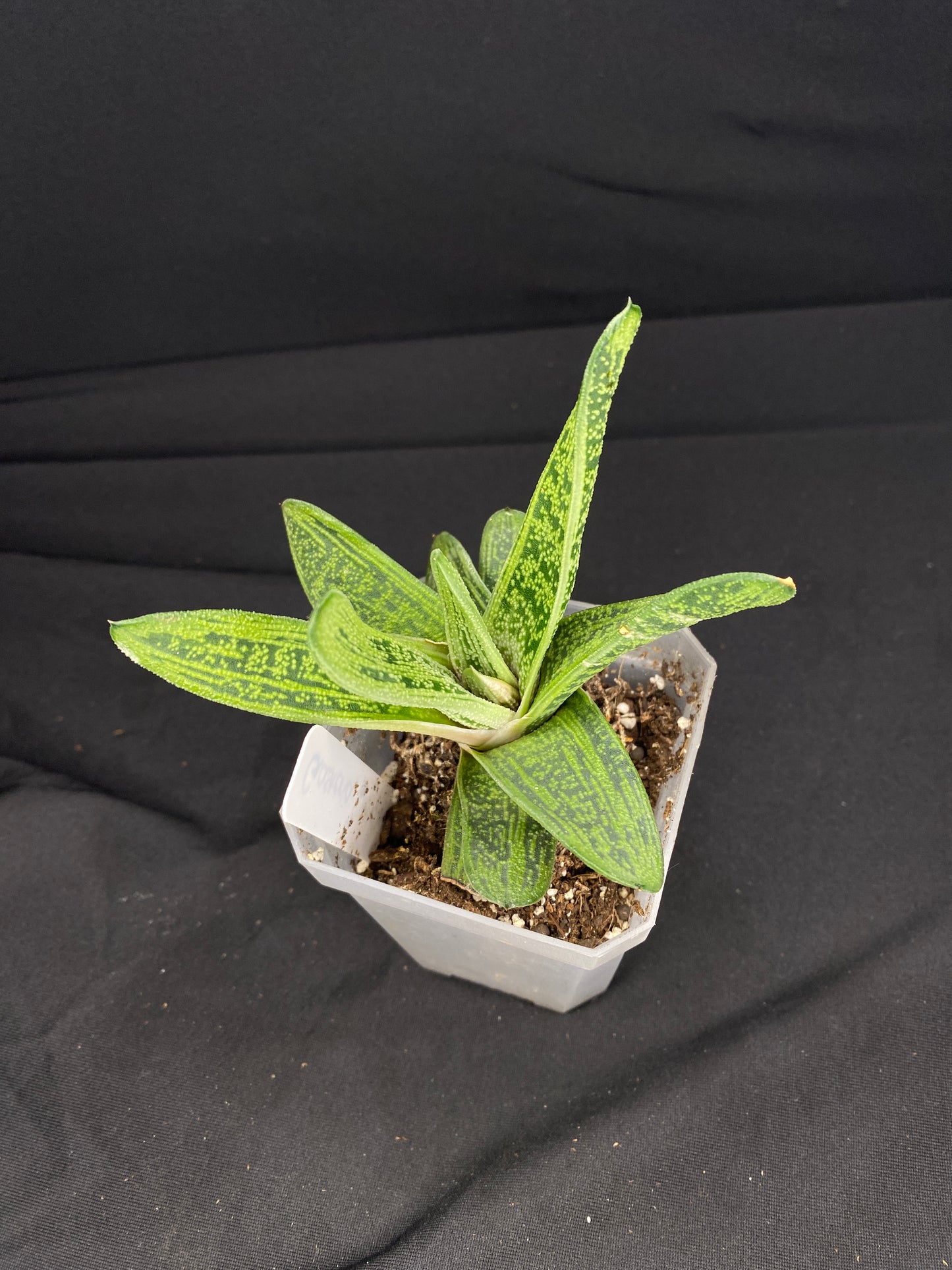 3” Gasteria ‘Little Warty’