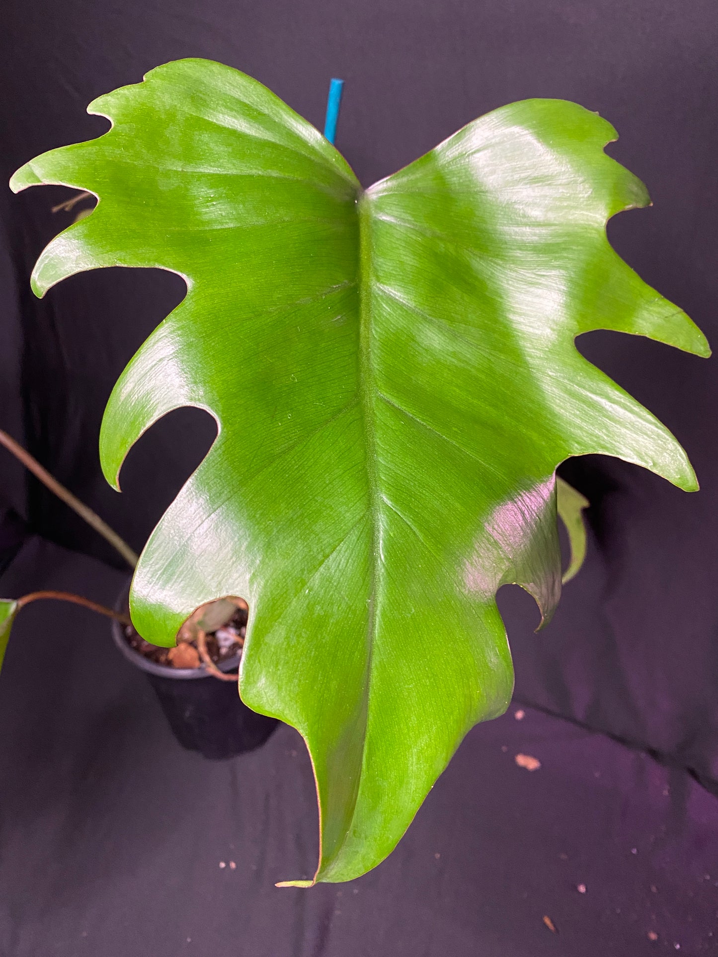 5” Philodendron ‘Mayoi’