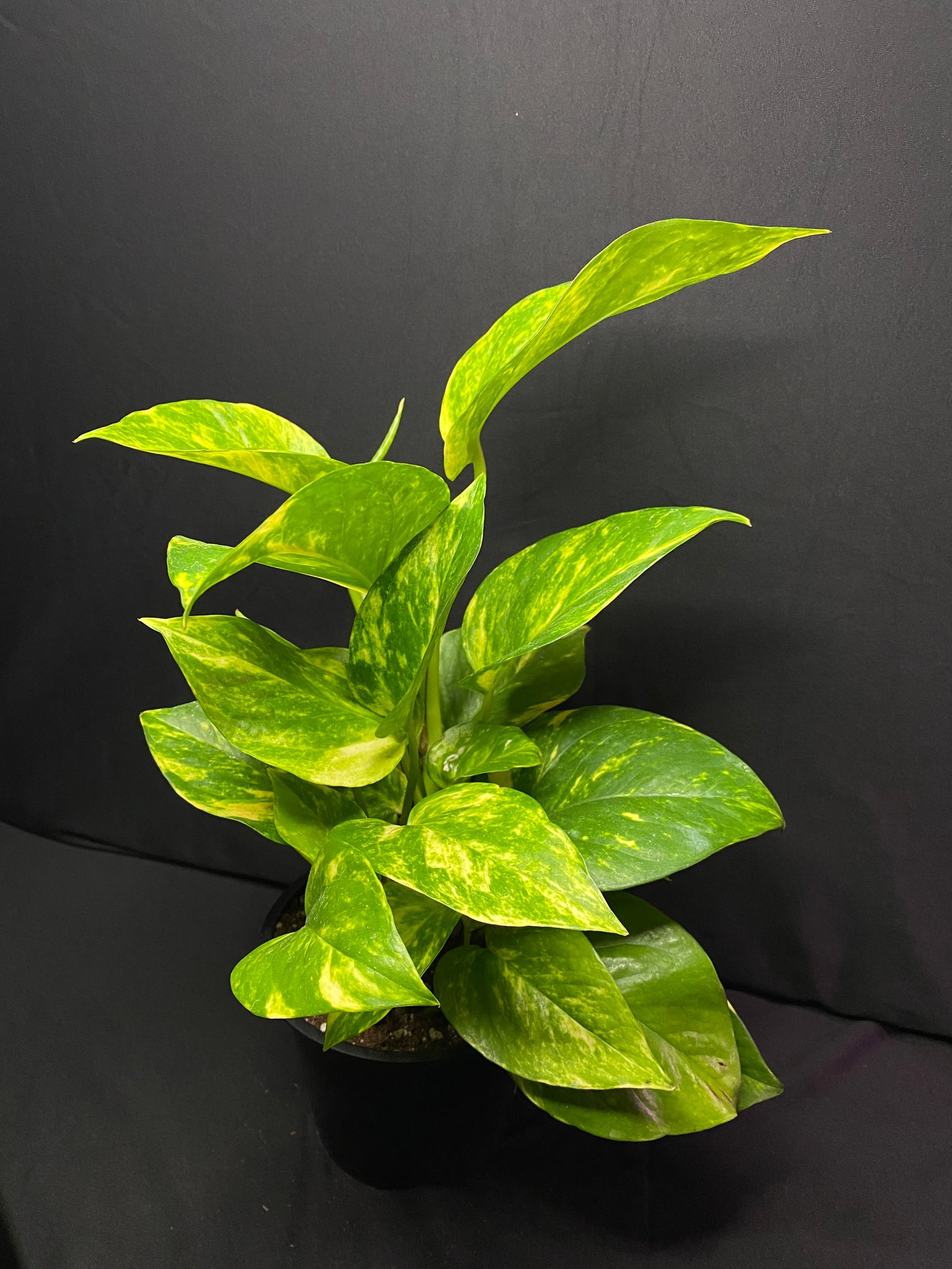 4” Golden Pothos