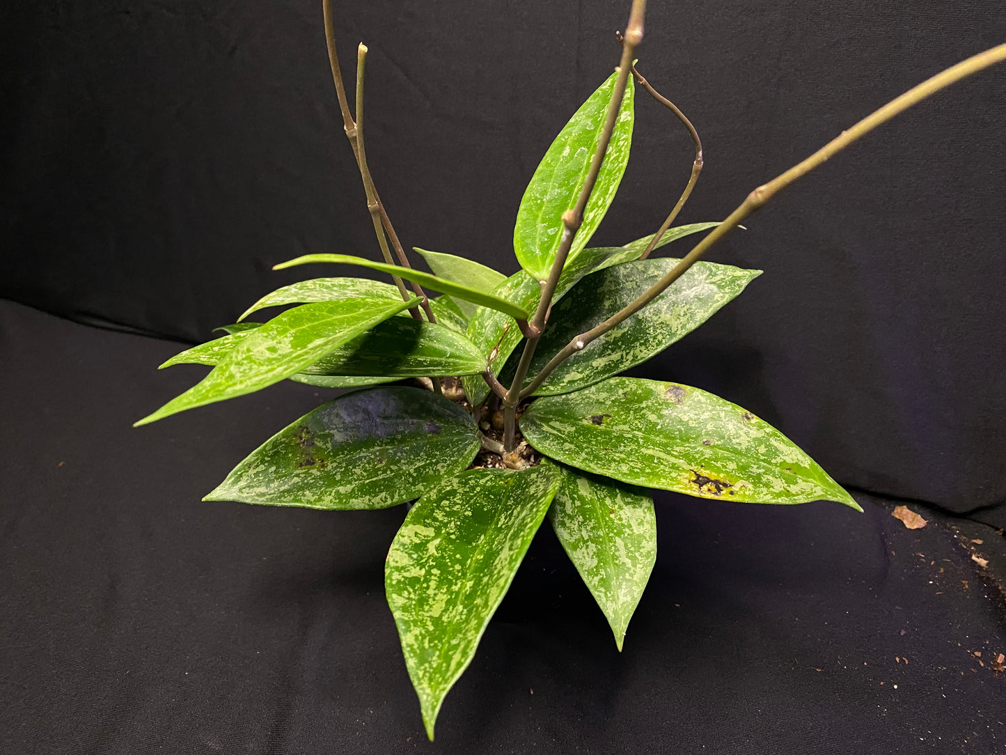 4” Hoya ‘rangsan splash’