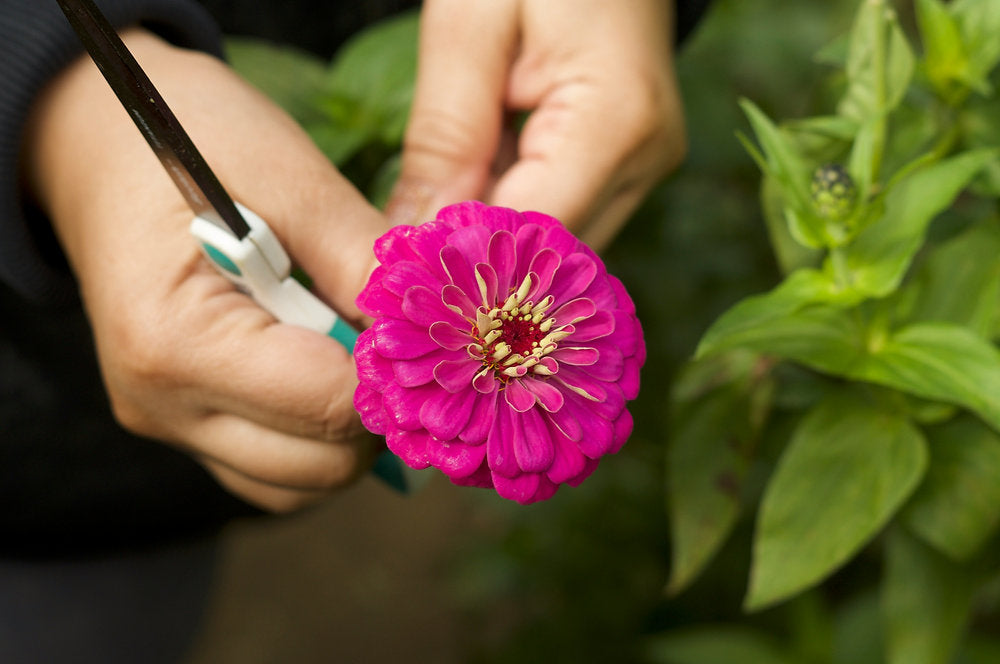 Pinching & Pruning Flowers: Why it Matters and How to Grow Healthier, Fuller Blooms