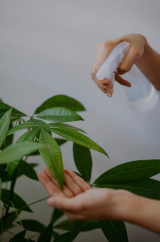 Troubleshooting Common Pests and Diseases in Indoor Plants