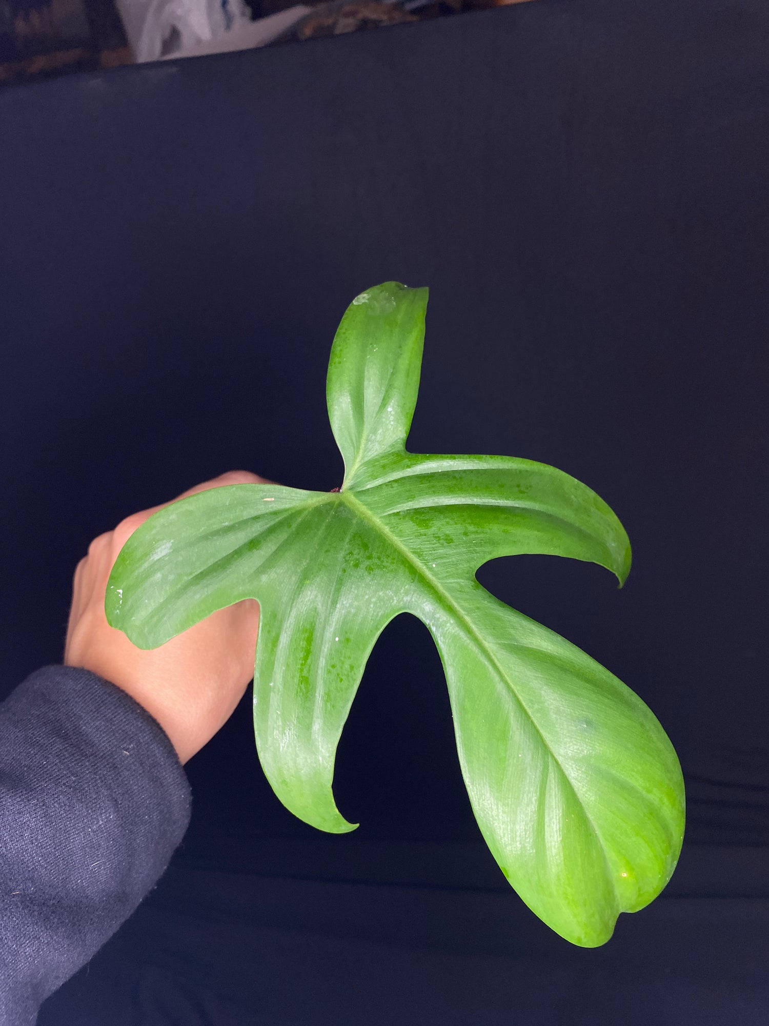 Cuttings + Fresh Props