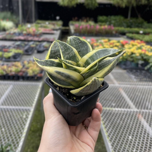 3” Bird's Nest Snake Plant