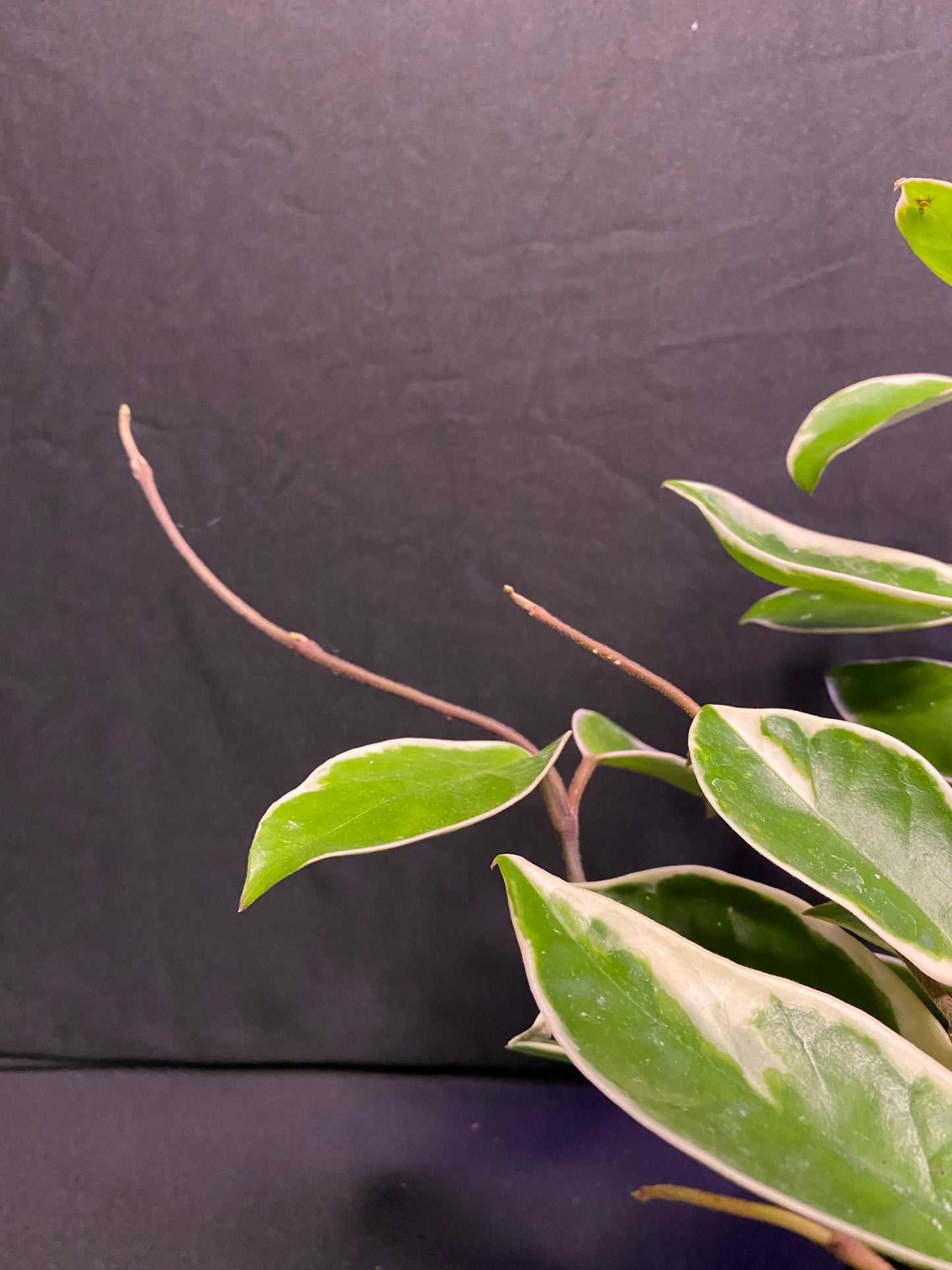 4” Hoya ‘Krimson Queen’