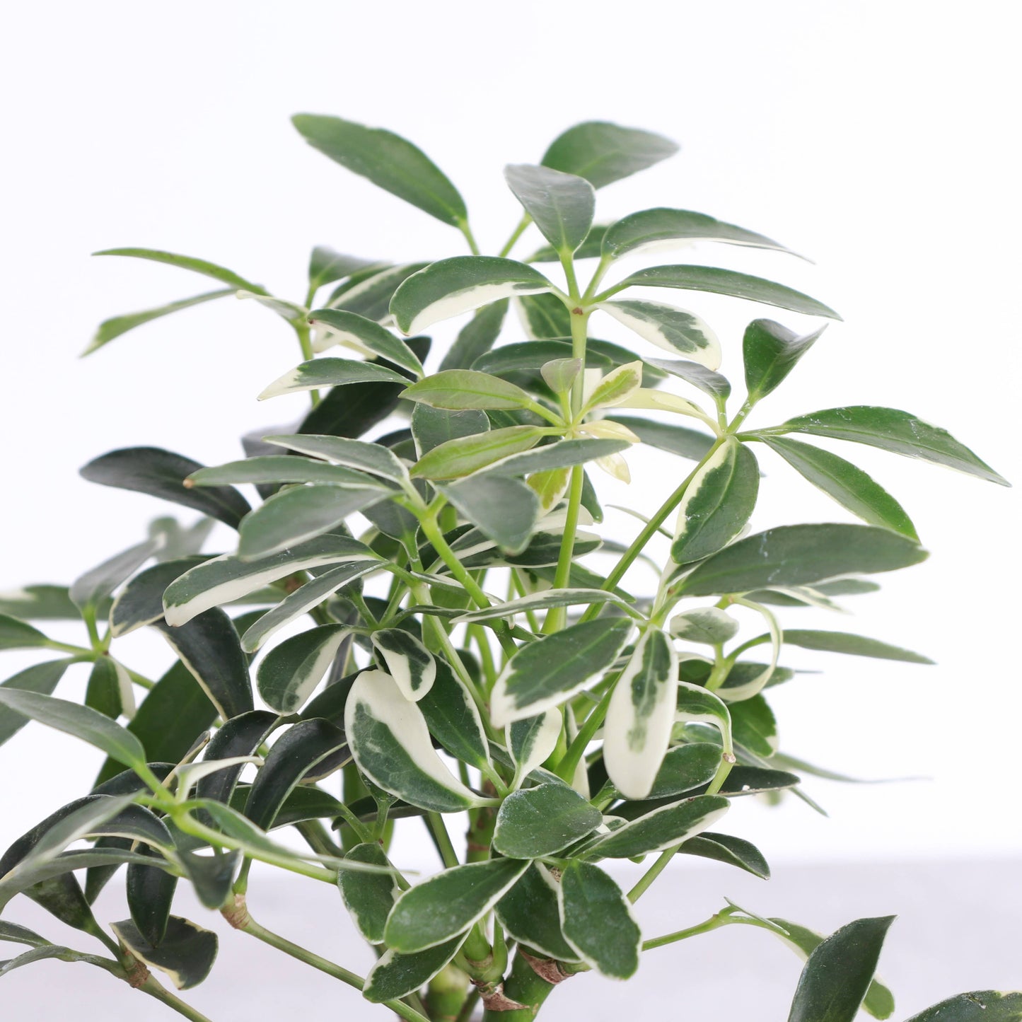 Variegated Schefflera Arboricola - 3" Pot