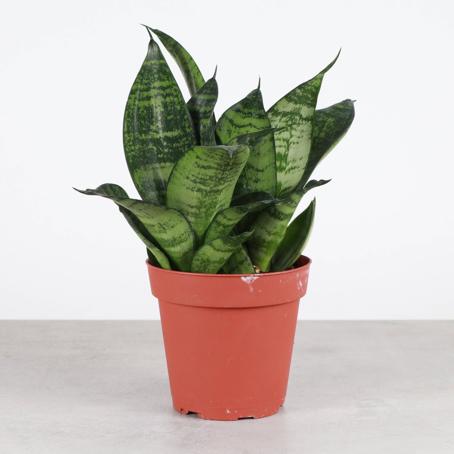 3” Bird's Nest Snake Plant