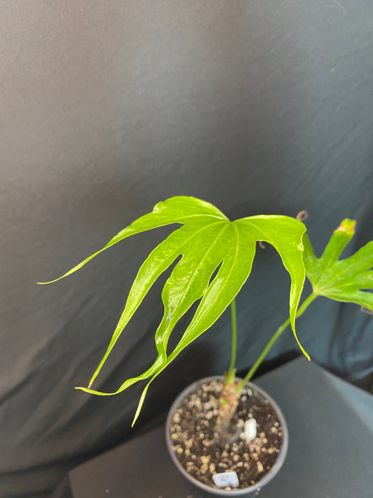 Anthurium ‘Fingers’ (Pedato ‘radiatum’)
