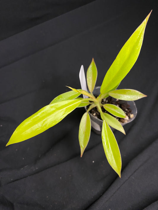 2” Philodendron ‘Gold Ring of Fire’