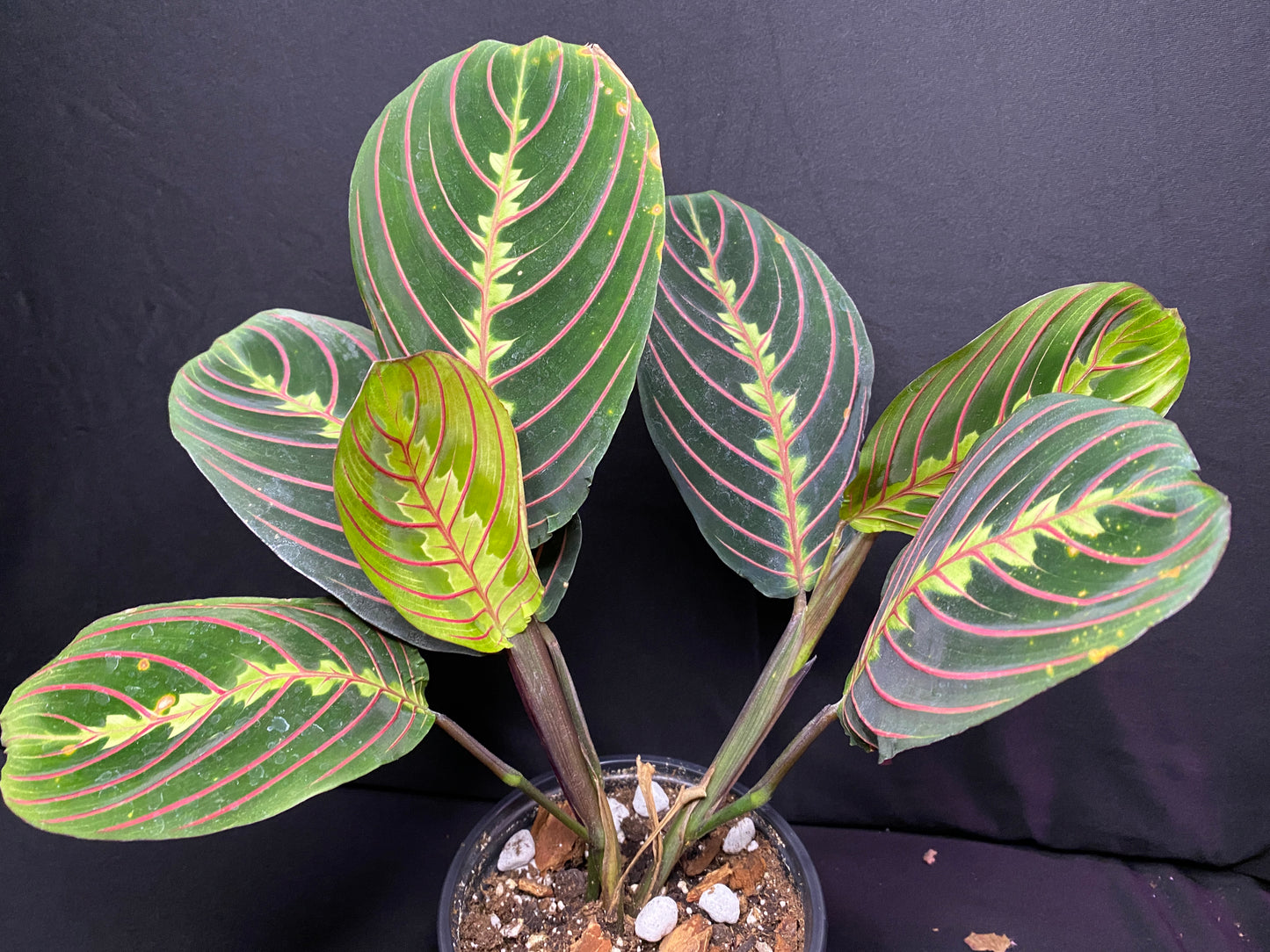 4” Red Prayer Plant